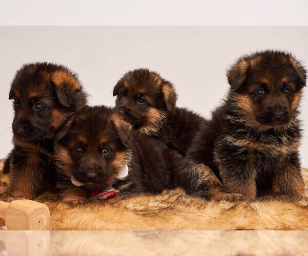 Medium Photo #17 German Shepherd Dog Puppy For Sale in ALICE, TX, USA
