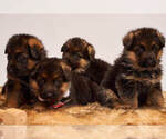 Small Photo #17 German Shepherd Dog Puppy For Sale in ALICE, TX, USA