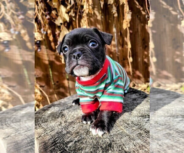 Medium Photo #2 Faux Frenchbo Bulldog Puppy For Sale in PASCO, WA, USA
