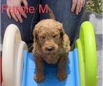 Small Photo #8 Goldendoodle Puppy For Sale in CROTON, MI, USA