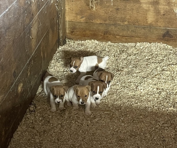 View Ad Jack Russell Terrier Litter of Puppies for Sale near