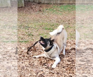 Mother of the Akita puppies born on 06/16/2025