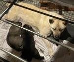 Small Photo #2 Akita Puppy For Sale in LOUISVILLE, KY, USA
