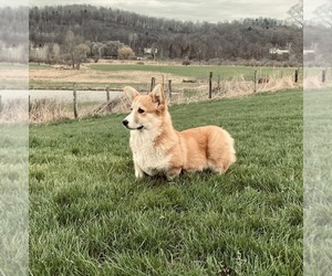 Mother of the Pembroke Welsh Corgi puppies born on 03/06/2026
