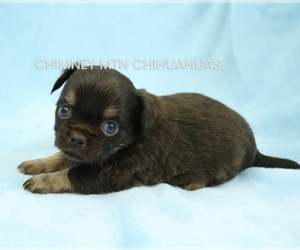 Chihuahua Puppy for sale in MUSKOGEE, OK, USA