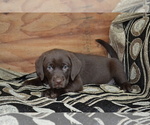 Small #1 Labrador Retriever