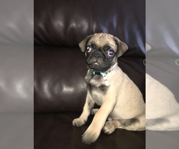 Medium Photo #5 Pug Puppy For Sale in ALBUQUERQUE, NM, USA