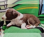 Small Photo #230 Border Collie Puppy For Sale in NORBORNE, MO, USA