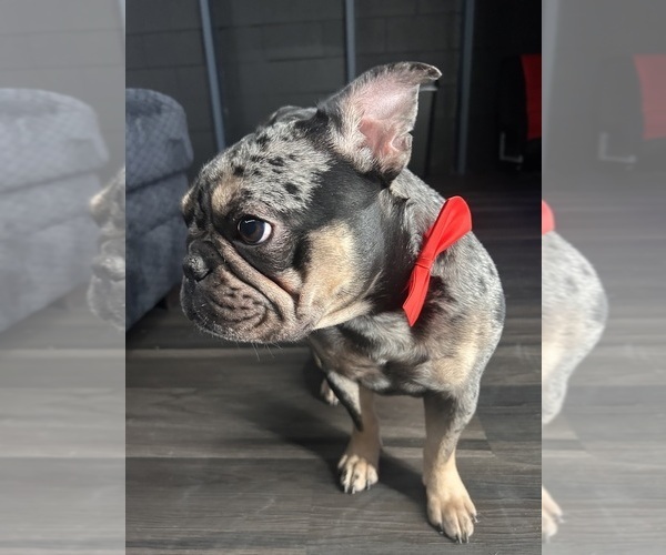 Medium Photo #1 French Bulldog Puppy For Sale in MILWAUKEE, WI, USA