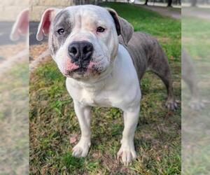 Bulldog-Staffordshire Bull Terrier Mix Dogs for adoption in Akron, OH, USA