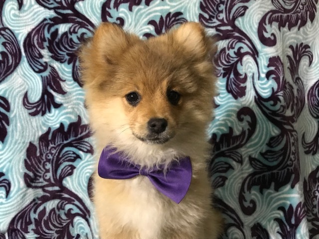 Medium Photo #3 Pom-Shi Puppy For Sale in HONEY BROOK, PA, USA
