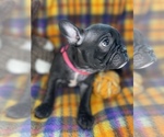 Small #7 Faux Frenchbo Bulldog