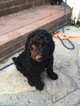 Small Photo #1 Poodle (Standard) Puppy For Sale in MARTINSVILLE, VA, USA