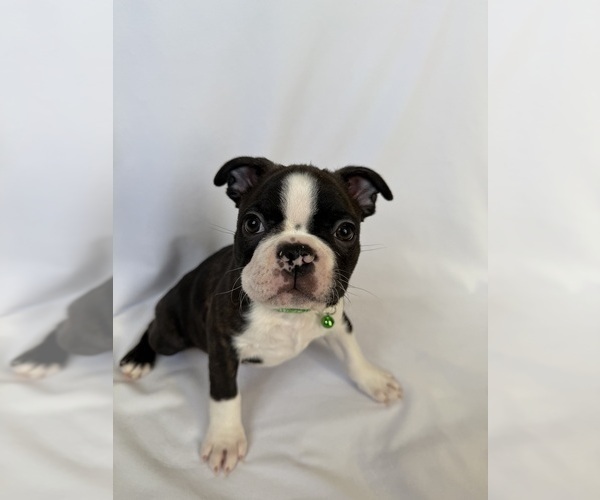 Medium Photo #3 Boston Terrier Puppy For Sale in MORENO VALLEY, CA, USA