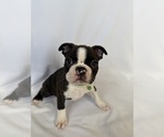 Small #2 Boston Terrier