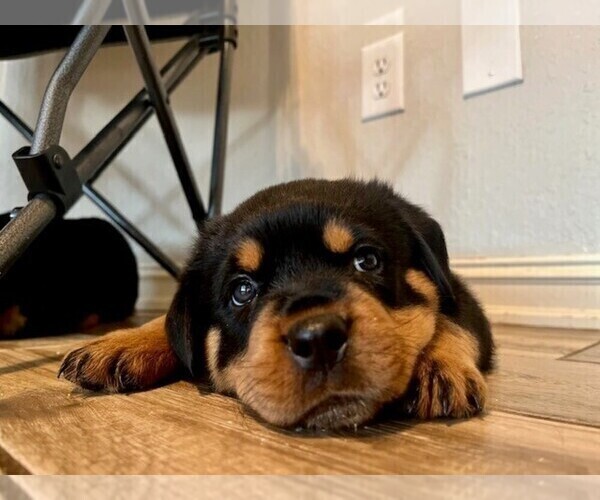 Medium Photo #4 Rottweiler Puppy For Sale in TULSA, OK, USA