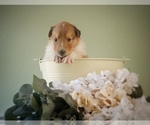 Small Photo #6 Collie Puppy For Sale in PILOT, VA, USA