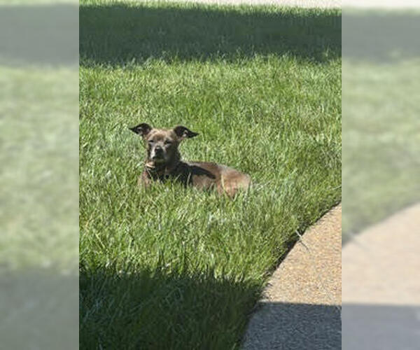 Medium Photo #2 Chihuahua Puppy For Sale in Evansville, IN, USA