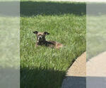 Small #1 Chihuahua