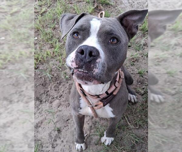 Medium Photo #3 Staffordshire Bull Terrier Puppy For Sale in Ocala, FL, USA