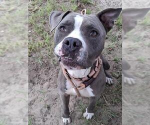 BERK - Male Staffordshire Bull Terrier Dog for Adoption - Photo #3
