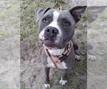 Small #2 Staffordshire Bull Terrier