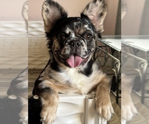 French Bulldog Puppy for sale in GRAYSLAKE, IL, USA