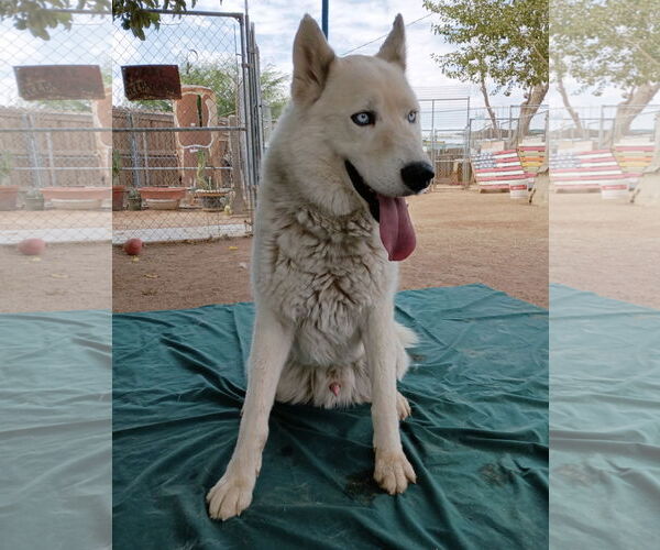 Medium Photo #6 Siberian Husky-Unknown Mix Puppy For Sale in Apple Valley, CA, USA