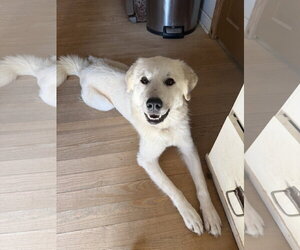 Great Pyrenees Dogs for adoption in Woodbury, NY, USA