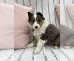 Small Photo #2 Shetland Sheepdog Puppy For Sale in SUGARCREEK, OH, USA