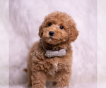 Small Photo #77 Goldendoodle (Miniature) Puppy For Sale in WARSAW, IN, USA