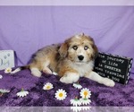 Small Photo #44 Bernedoodle-Poodle (Toy) Mix Puppy For Sale in BLACK FOREST, CO, USA