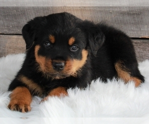 Rottweiler Puppy for sale in FREDERICKSBURG, OH, USA