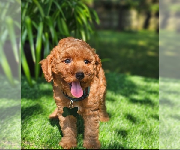 Medium Photo #2 Goldendoodle (Miniature) Puppy For Sale in INDIANAPOLIS, IN, USA