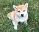 Small Photo #4 Shiba Inu Puppy For Sale in MILLERSTOWN, PA, USA