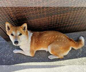 Mother of the Pom-Shi puppies born on 06/19/2025