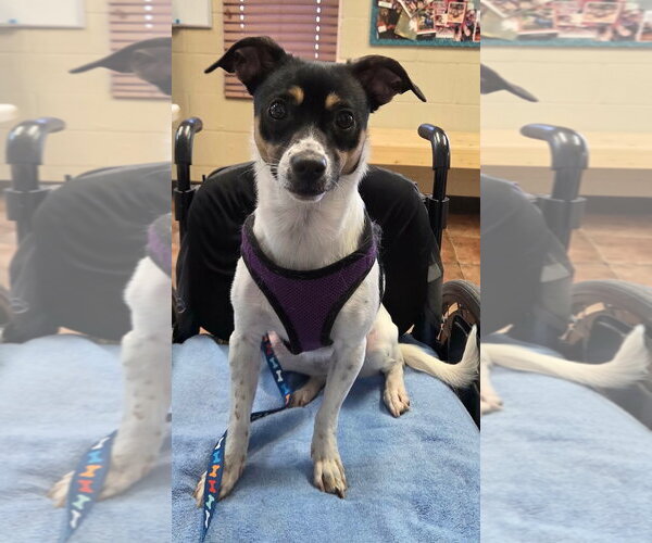 Medium Photo #2 Rat Terrier-Unknown Mix Puppy For Sale in Amarillo, TX, USA