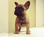 Small Photo #4 French Bulldog Puppy For Sale in COLONIA, NJ, USA