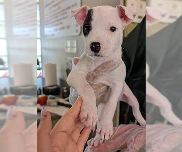 Medium Photo #1 Mutt Puppy For Sale in Plano, TX, USA