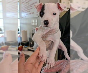 Mutt Dogs for adoption in Plano, TX, USA