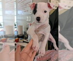 Small Mutt