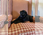 Small Photo #7 Schnauzer (Giant) Puppy For Sale in CENTERTON, AR, USA