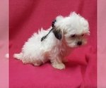 Small Photo #9 ShihPoo Puppy For Sale in BUFFALO, MO, USA