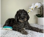 Small #1 Goldendoodle