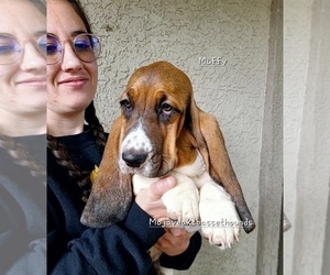 Basset Hound Puppy for sale in WASHINGTON, UT, USA