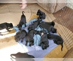 Small Photo #54 Belgian Malinois Puppy For Sale in DENVER, CO, USA