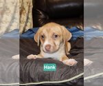 Small Photo #2 Labrador Retriever-Unknown Mix Puppy For Sale in Brooksville, FL, USA