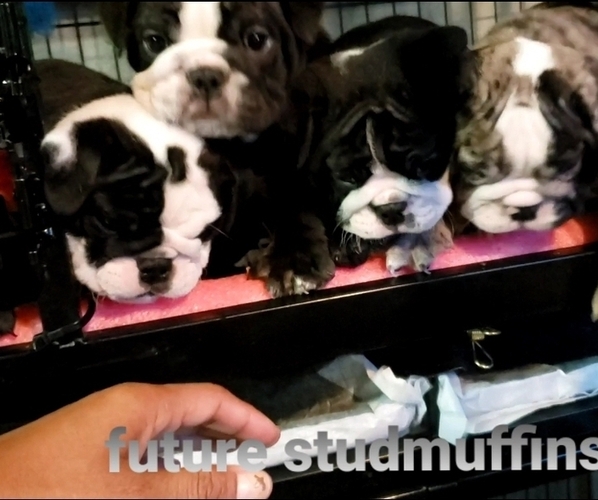 Medium Photo #1 Bulldog Puppy For Sale in DICKINSON, TX, USA