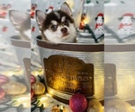 Small Photo #4 Pomsky Puppy For Sale in CINCINNATI, OH, USA