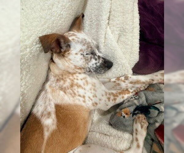 Medium Photo #6 Mutt Puppy For Sale in Sandy, UT, USA